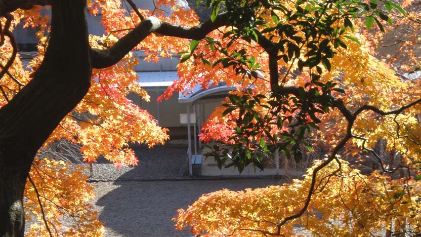 autumn-leaves-832-468