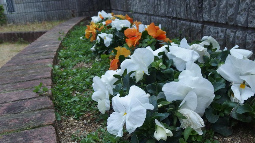 flower-bed-836-468
